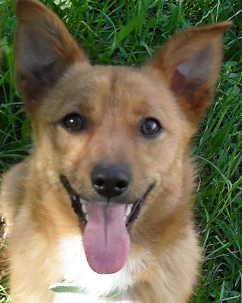 dog
